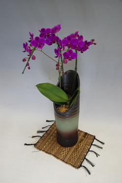 �a�����V�g2�{����