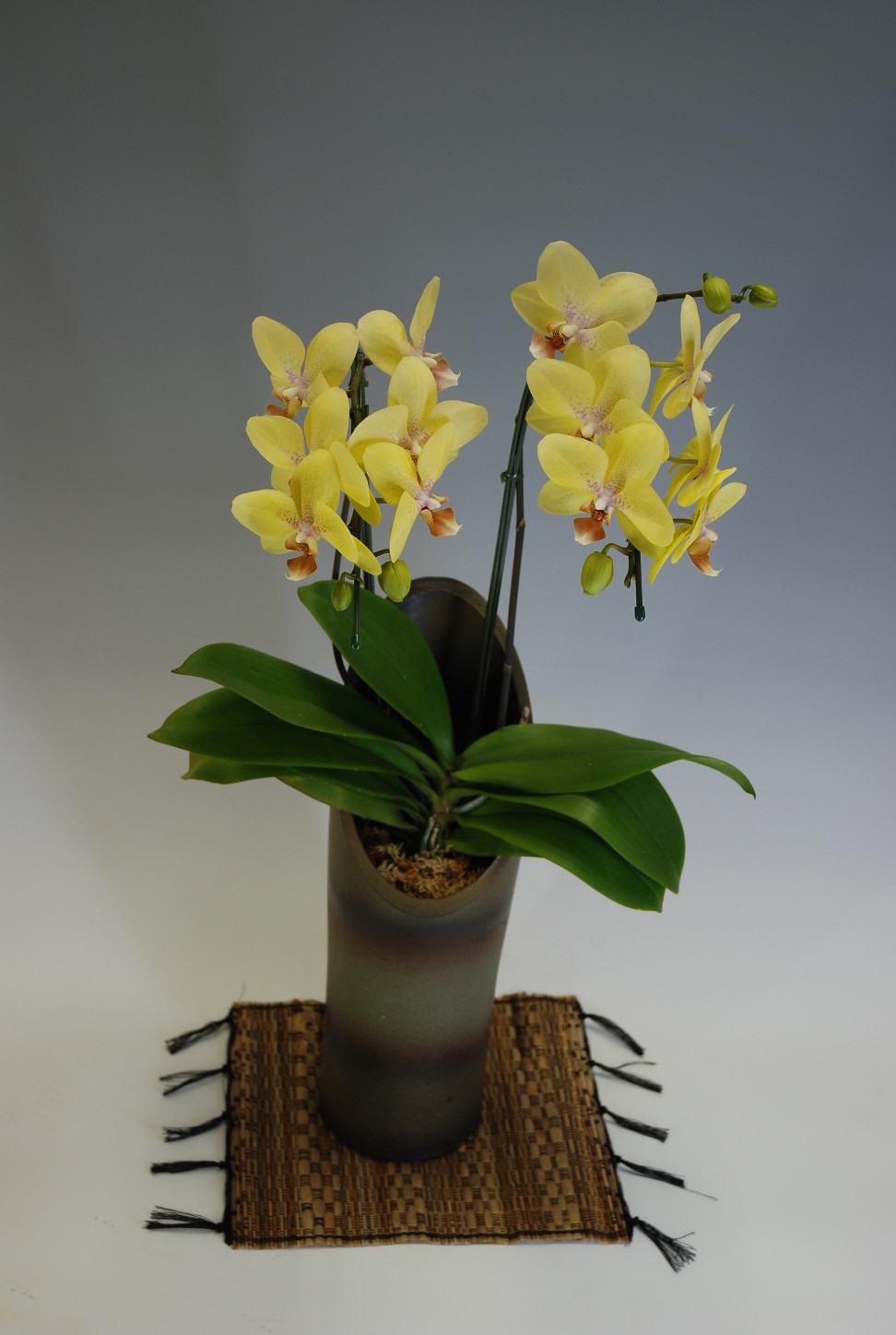 �a���~�f�B�Ӓ������F�n�Q�{����