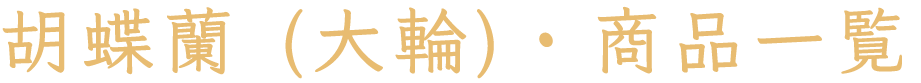 胡蝶蘭(大輪)・商品一覧