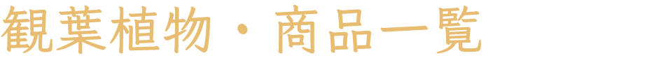 観葉植物・商品一覧